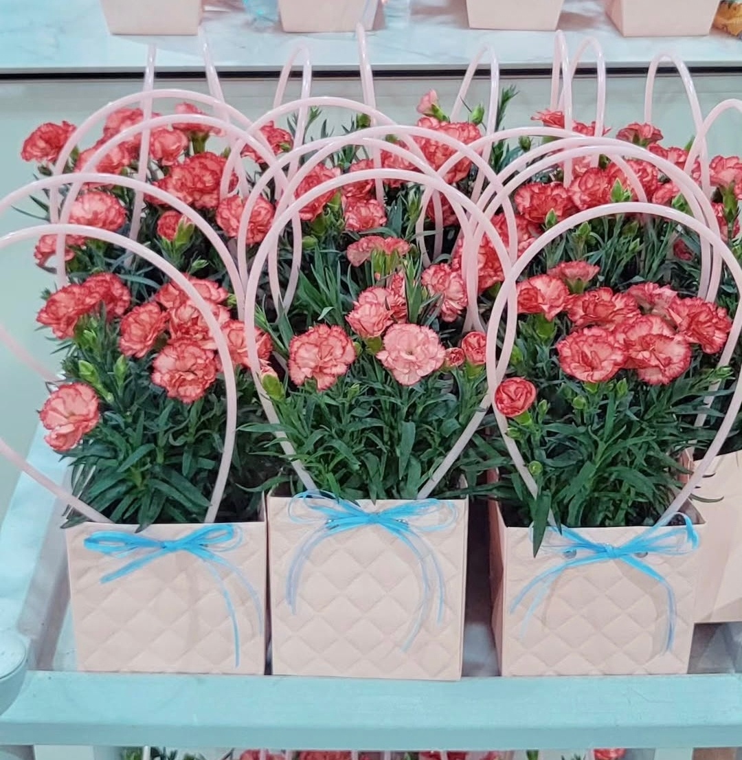 카네이션 생화 화분 어버이날 선물용