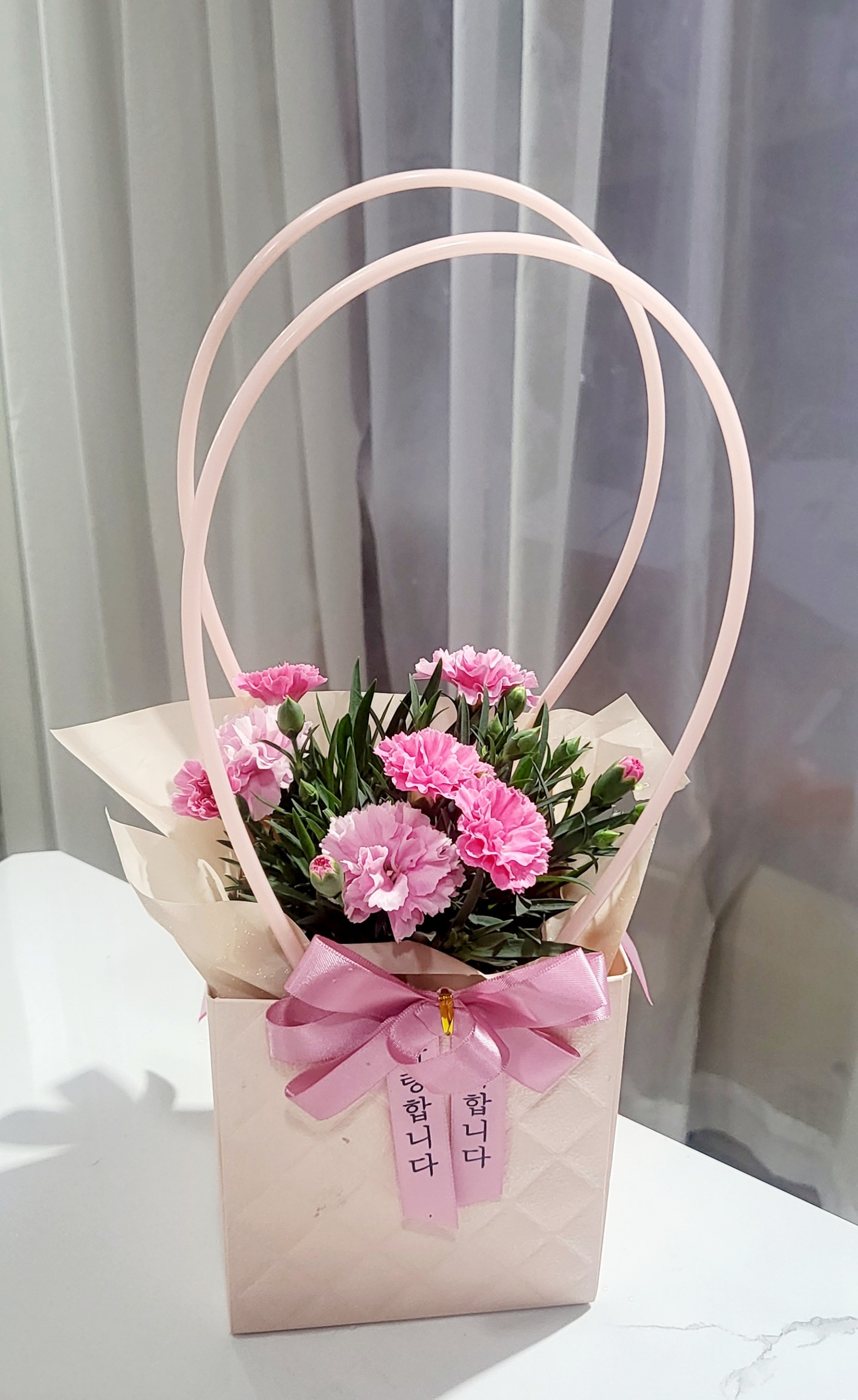 카네이션 생화 화분 어버이날 선물용