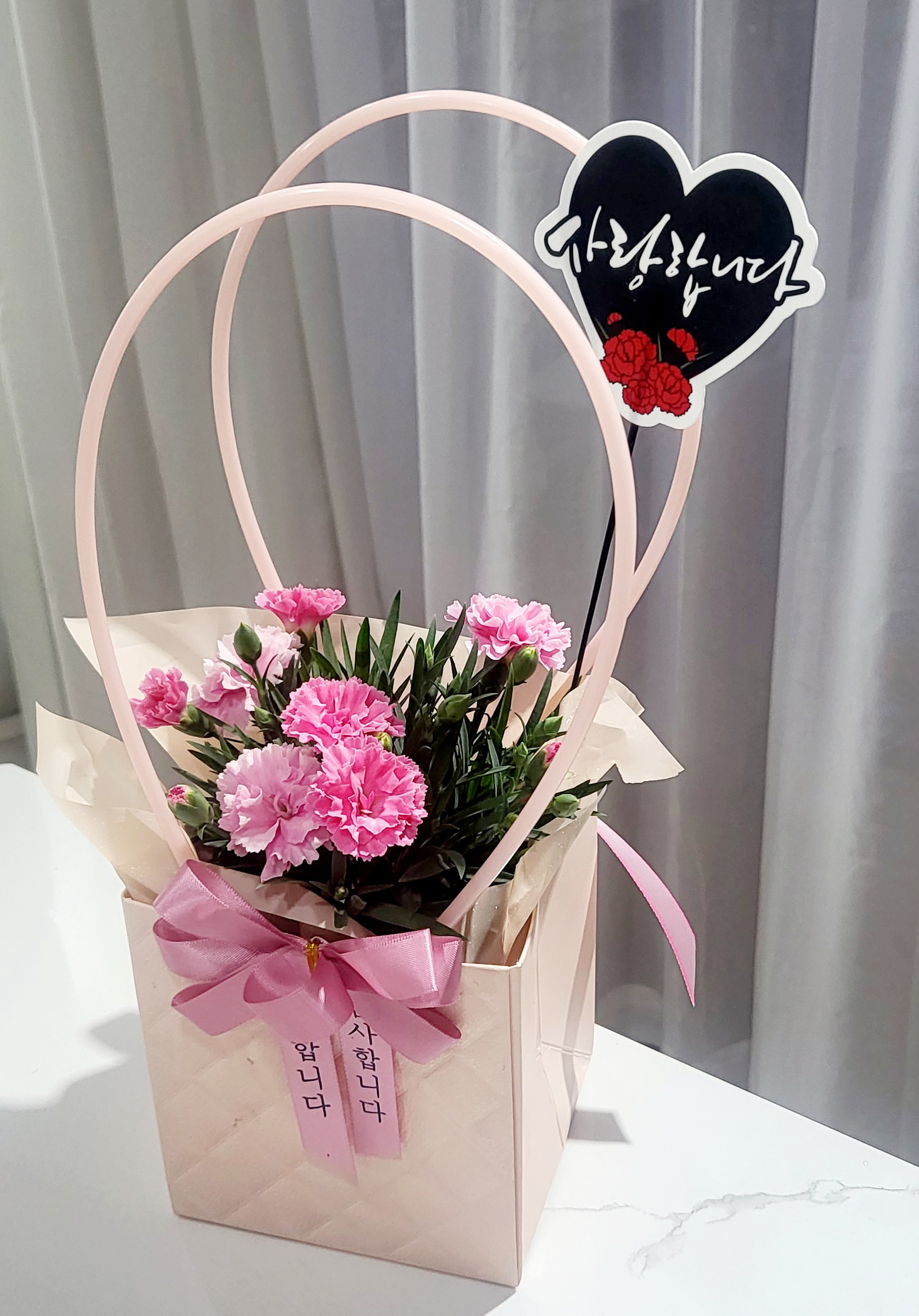 카네이션 생화 화분 어버이날 선물용