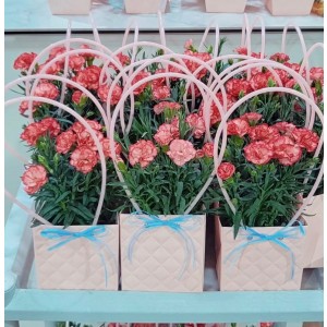 카네이션 생화 화분 어버이날 선물용